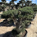 Olivovník európsky (Olea Europaea) ´HOJIBLANCA´ - výška 150-160 cm, obvod kmeňa 100/110 cm - BONSAJ - STARÝ A VZÁCNY EXEMPLÁR - VEK 50-60 rokov (-12°C)